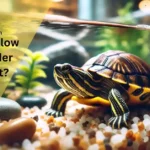 What Do Yellow Bellied Slider Turtles Eat